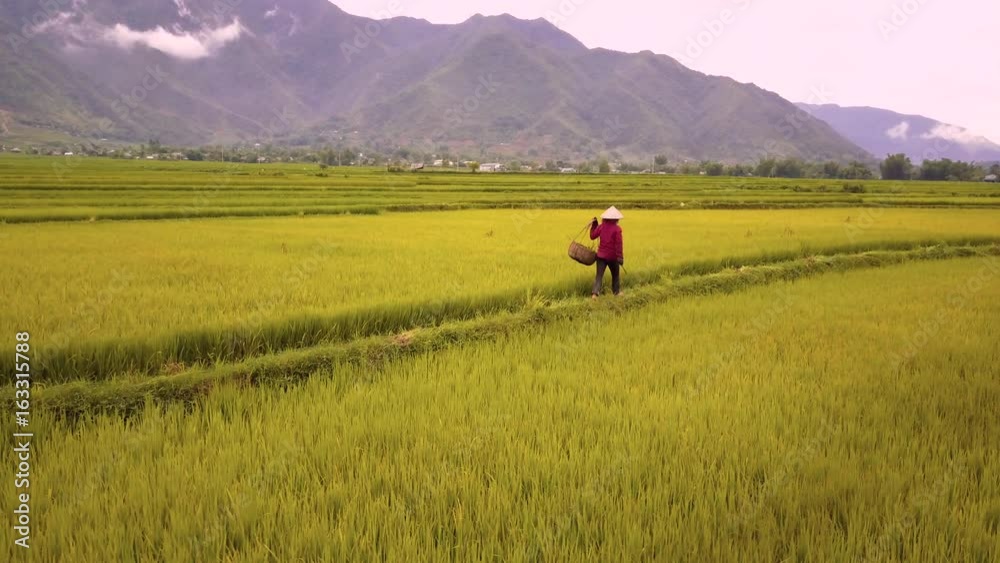 Aerial of farmer working in rice fields, Mu Cang Chai, Vietnam Aerial of farmer working in rice fields, Mu Cang Chai, Vietnam