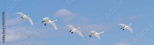 whooper swans flying in row with blue sky background in eastern hokkaido, japan