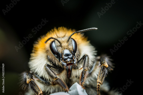 Bumblebee macro photo