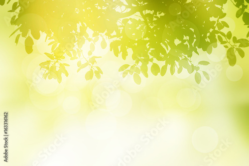 Nature blur greenery bokeh leaf wallpaper. spring and autumn park background; Soft focus light on view leaves flare rays abstract pastel tree foliage forest landscape.
