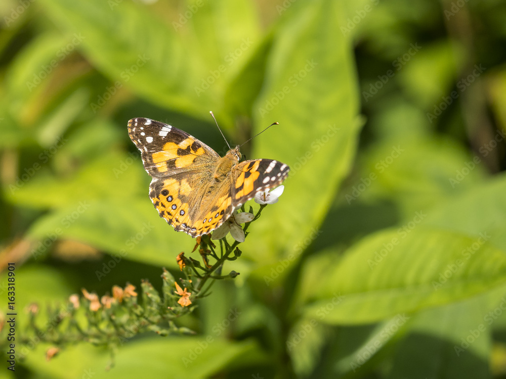 Schmetterling Kleiner Fuchs (Aglais urticae) Schmetterling Kleiner Fuchs (Aglais urticae)