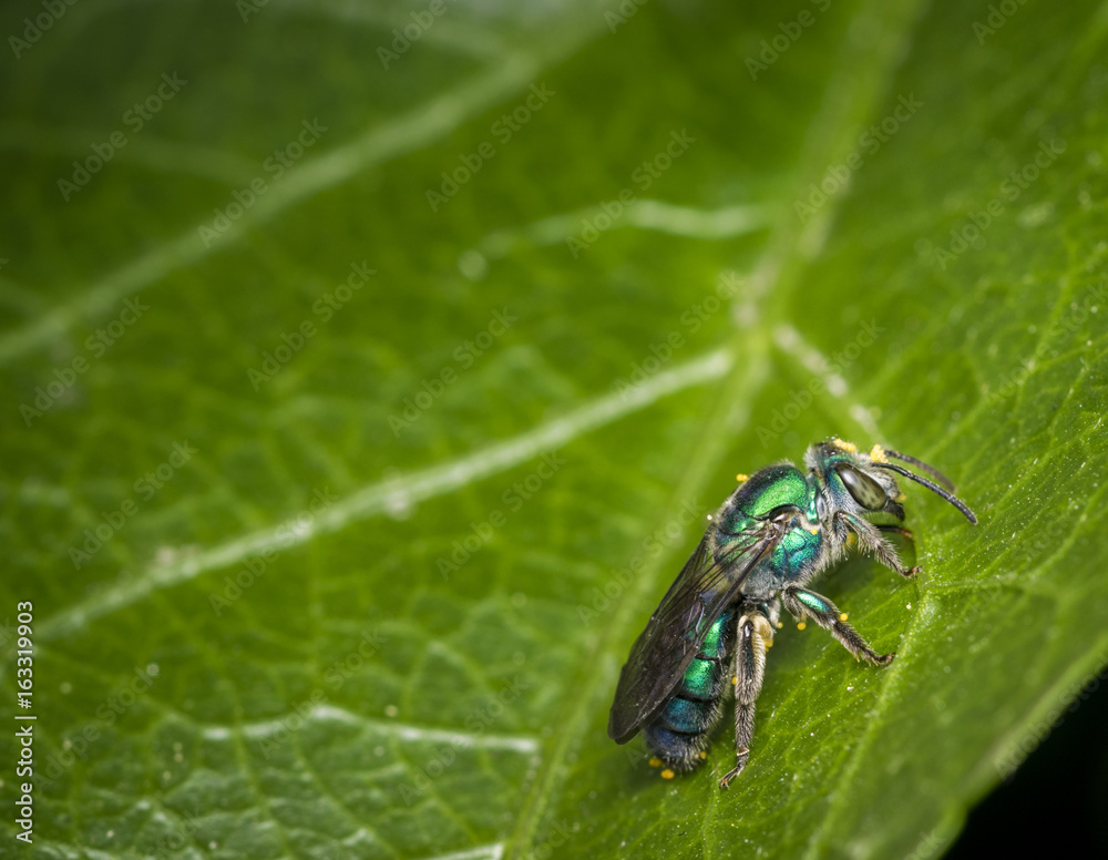 Cuckoo wasp on a leaf Cuckoo wasp on a leaf