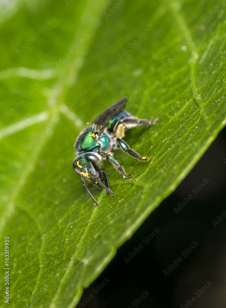 Cuckoo wasp on a leaf Cuckoo wasp on a leaf