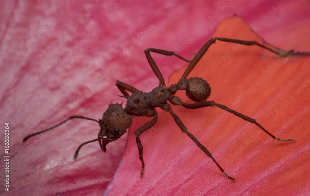 Ant eating a red flower