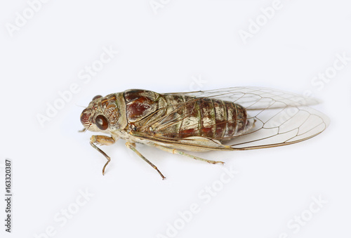 cicada insect on white background.