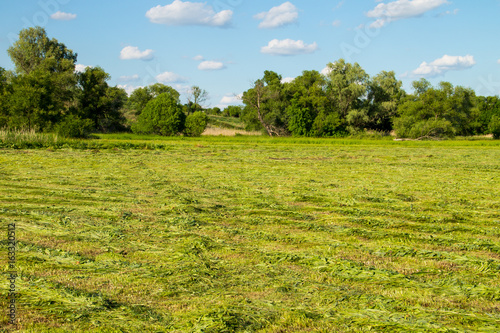 Freshly mowed meadow with rows of hay