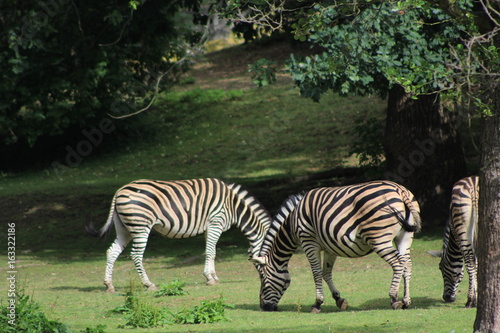 Zebra family are eating some grass on green field