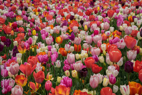 Tulip Mania