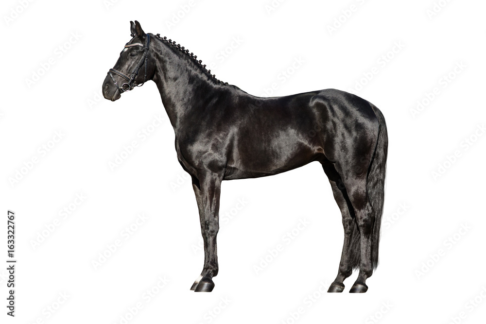 Fototapeta Czarny koń na zewnątrz na białym tle