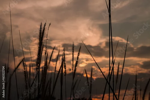Obraz polna trawa na tle zachodzącego słońca