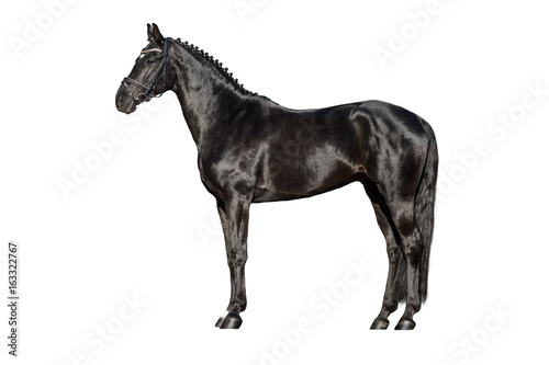 Black horse exterior isolated on white background