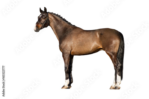 Bay horse exterior isolated on white background