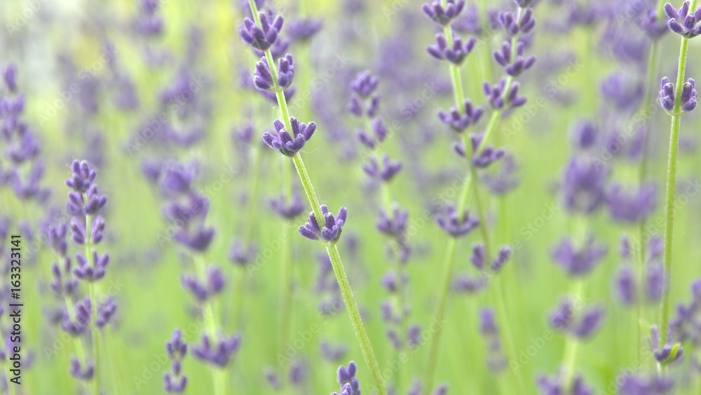 Fototapeta premium ラベンダー