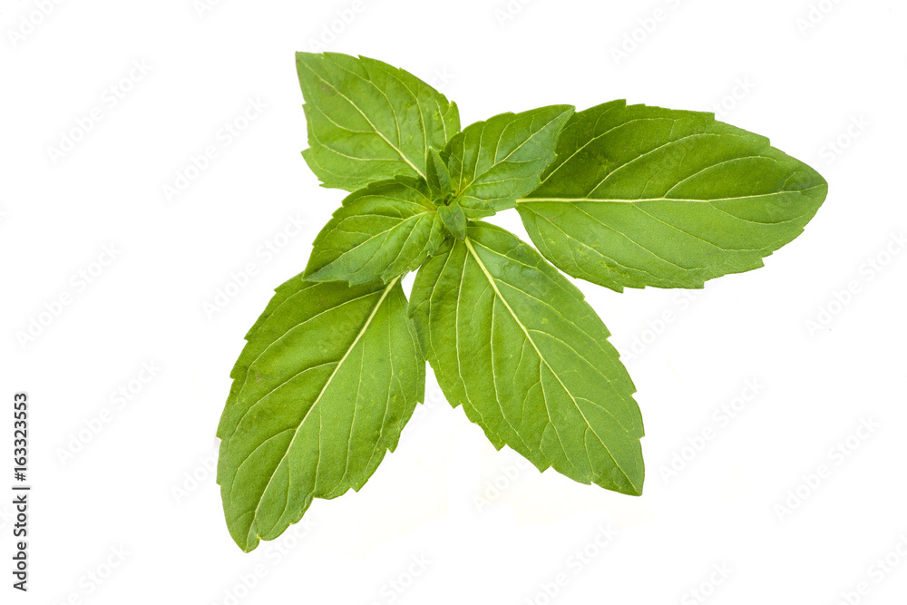 Basil Basil
