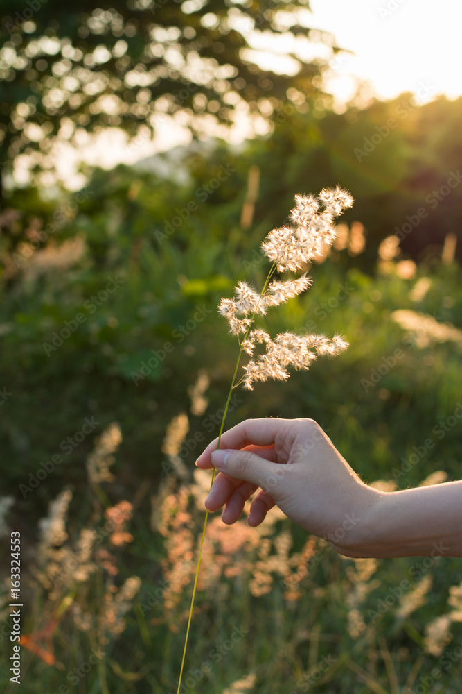 Hand holding a grass flower with rim light in the grasslands.