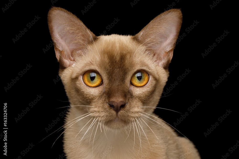 Portrait of Chocolate Burmese Young Cat isolated on black background, front view