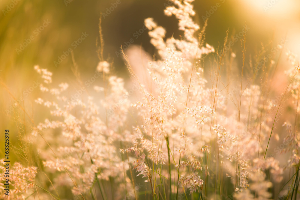 Morning grass flowers in the morning with golden light.