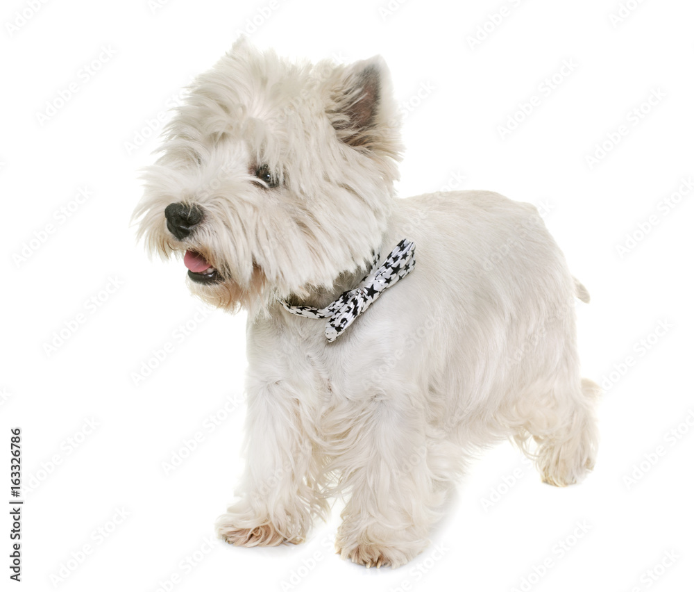 west highland white terrier west highland white terrier