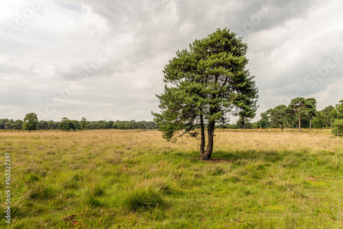 Obraz na płótnie Solitary Scots Pine in a Dutch nature reserve w salonie