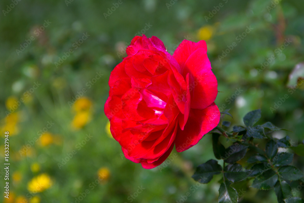 Red roses in the garden