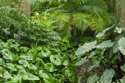 Lush green jungle background