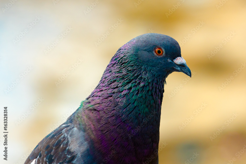 Park Pigeon