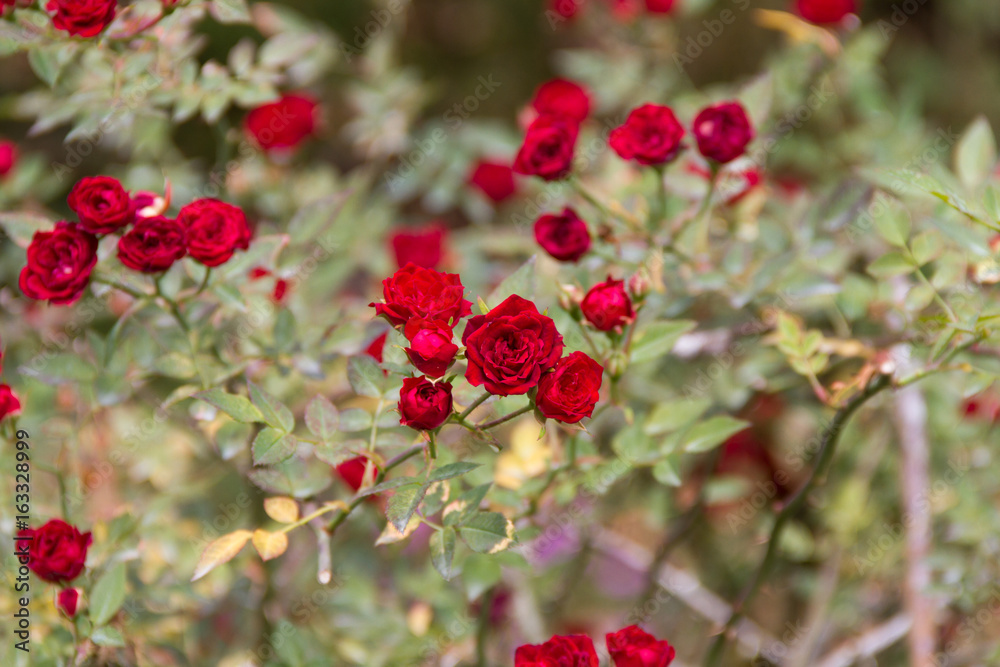 Obraz premium dark red rose rose in the garden