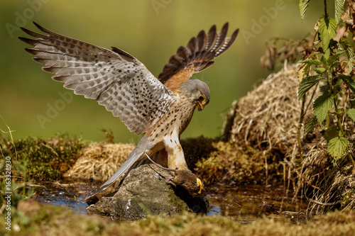 Common Kestrel hunting little mouse, Falco tinnunculus, little mice of prey, green grassland, europe.