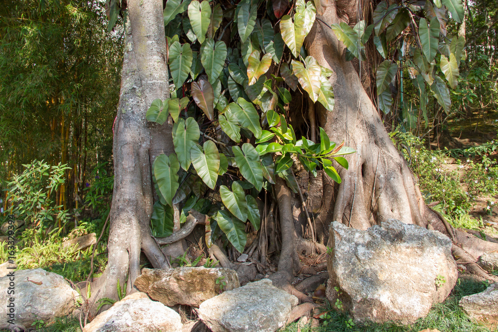 Parasitical on the Bodhi tree Parasitical on the Bodhi tree