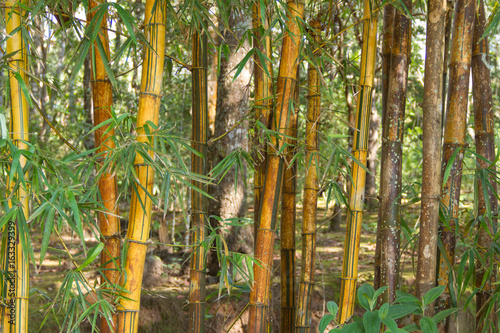 Golden bamboo