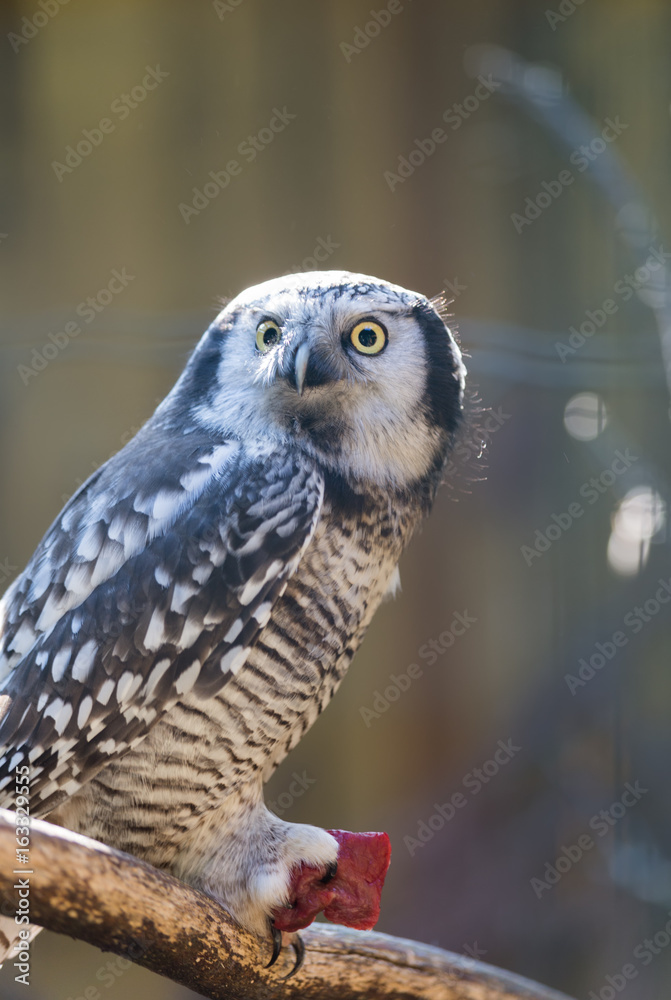 Owl eat meat predatory forest bird russia siberia Russian Federation Owl eat meat predatory forest bird russia siberia Russian Federation