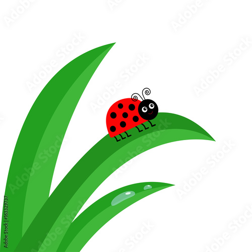Ladybird Ladybug insect. Fresh green grass stalk close up. Water drop set. Morning drop set. Cute cartoon baby character. Garden nature decoration element. Flat design. White background. Isolated.