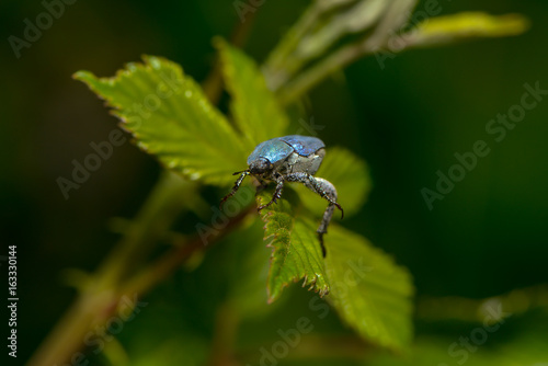 Blauer Käfer Hoplia Coerulea photo