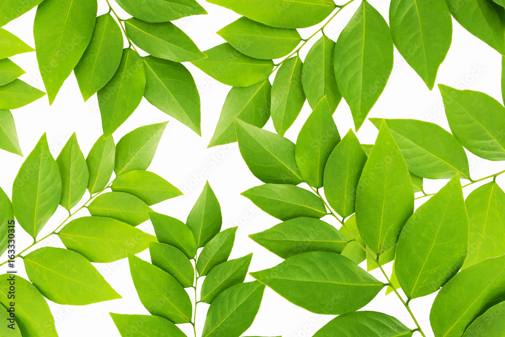 The Green leaf pattern on white background