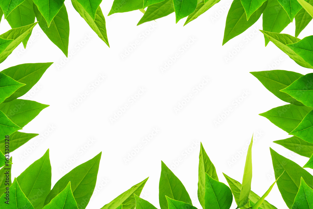 Obraz premium The Green leaf pattern on white background