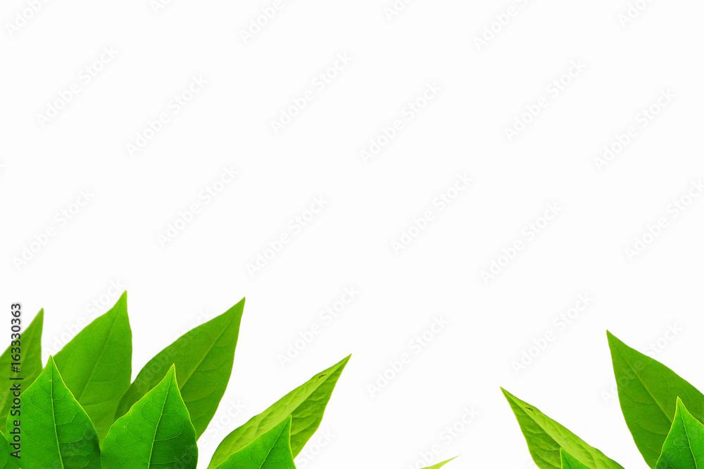 Fototapeta premium The Green leaf pattern on white background