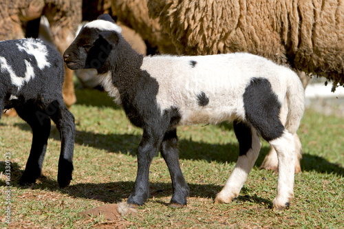 Fazenda de ovinocultura