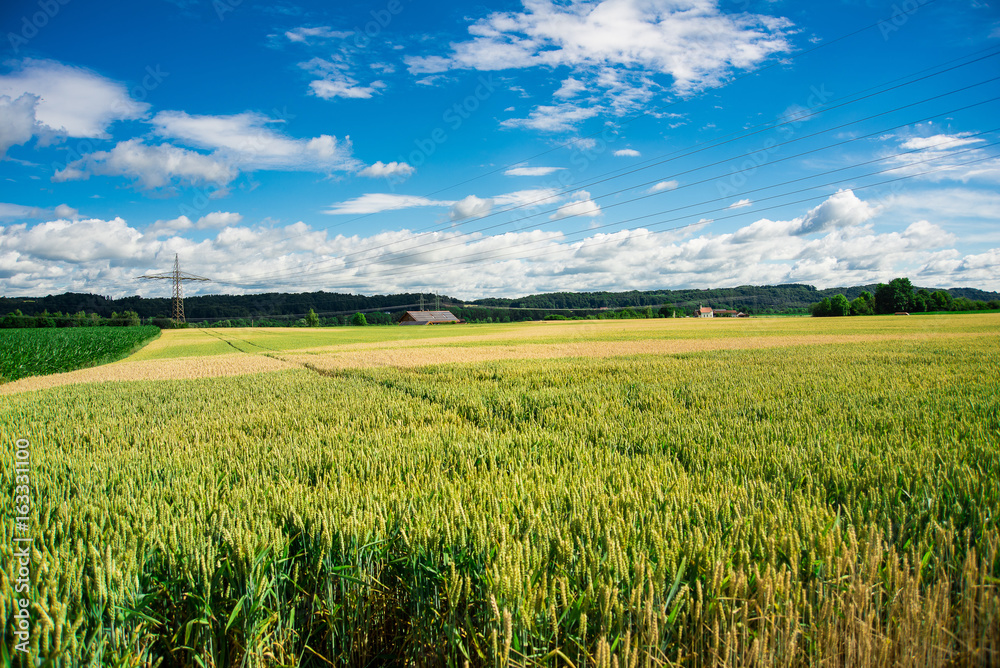 A wheat field in Germany under a blue sky