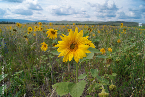 Sunflower