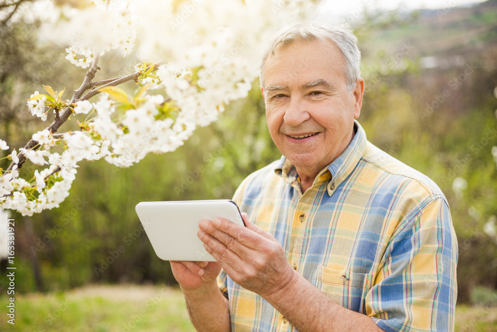 Senior man is checking tree blossom in his garden. Senior man is checking tree blossom in his garden.