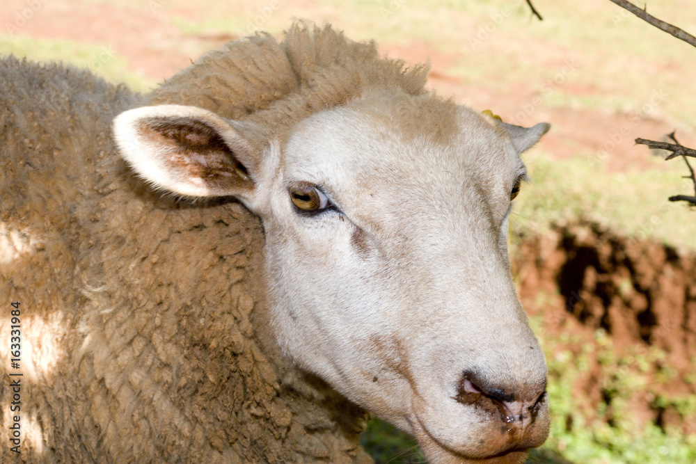 Fazenda de ovinocultura