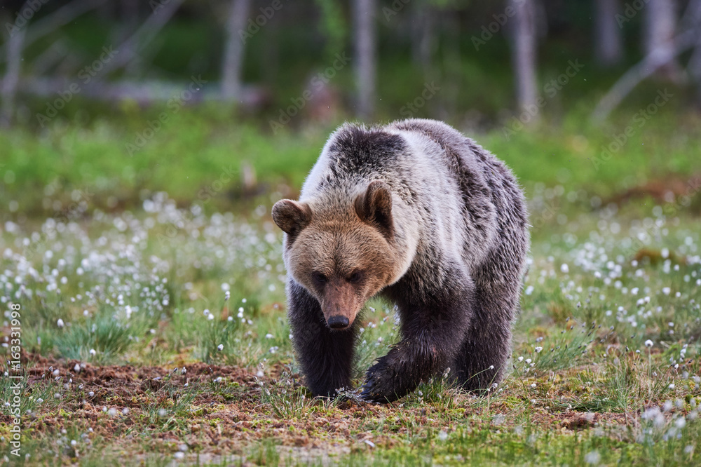 Fototapeta premium Wild brown bear