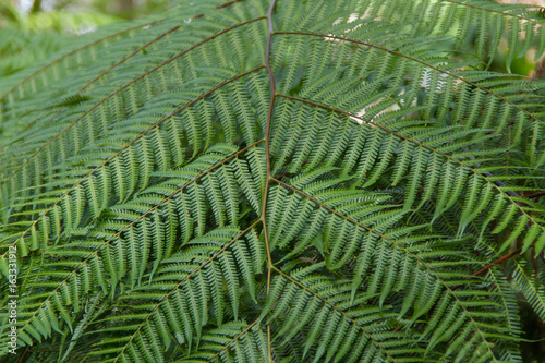 A fern in rain forest