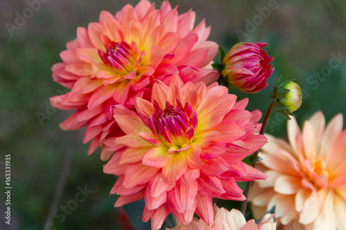 Pink chrysanthemum