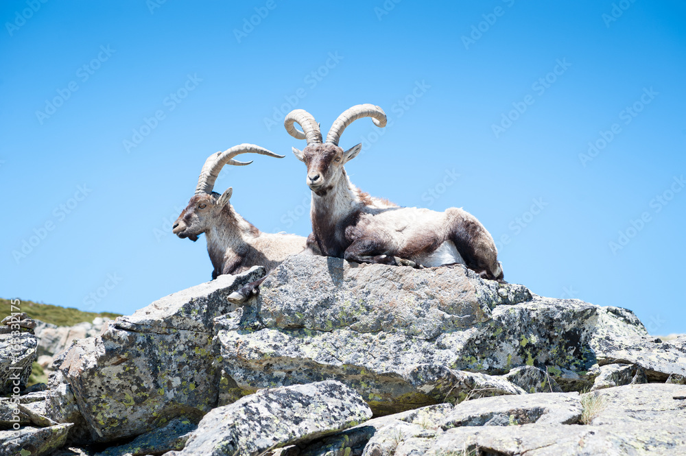 goat resting on the top of the mountain.