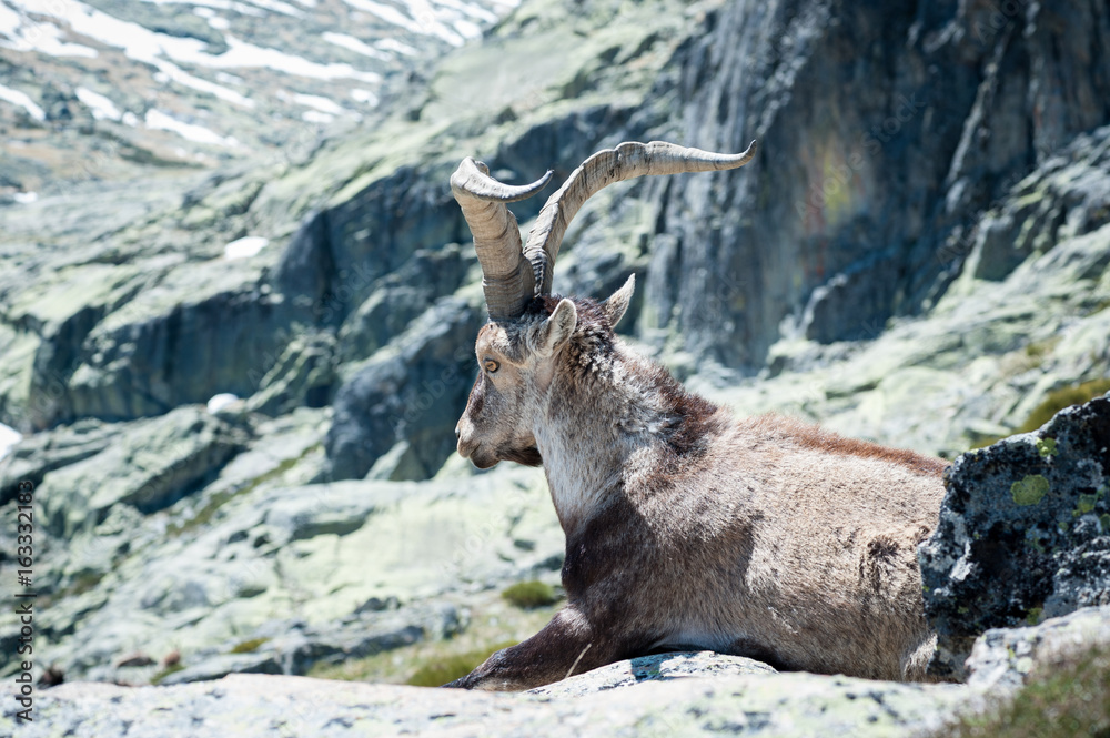 goat resting on the top of the mountain. goat resting on the top of the mountain.