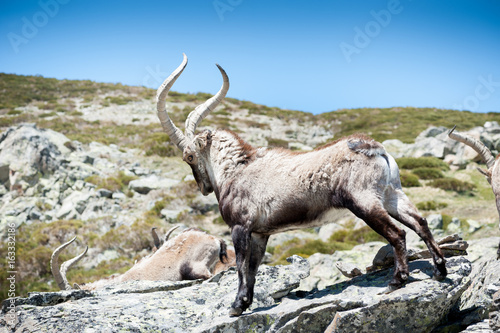 goat resting on the top of the mountain. © David San Segundo