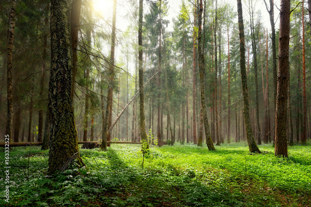 Forest trees spring. Nature green wood sunlight backgrounds