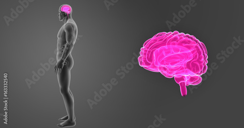 Brain zoom with organs lateral view