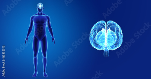 Photos Brain zoom with body anterior view